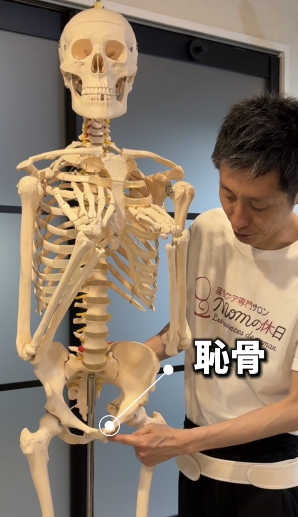 恥骨の上に細い方がくるように巻く
